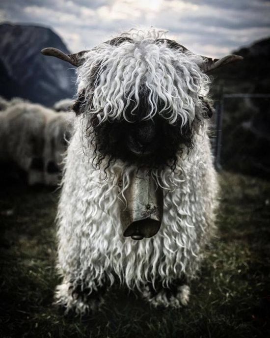 People Can’t Figure Out If These Sheep Are Cute Or Creepy (13 pics)