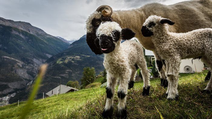 People Can’t Figure Out If These Sheep Are Cute Or Creepy (13 pics)