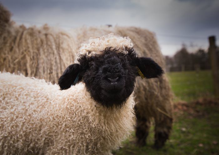 People Can’t Figure Out If These Sheep Are Cute Or Creepy (13 pics)
