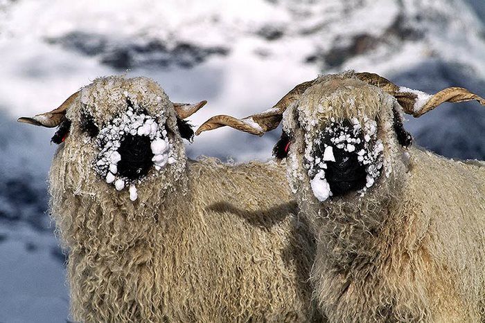 People Can’t Figure Out If These Sheep Are Cute Or Creepy (13 pics)