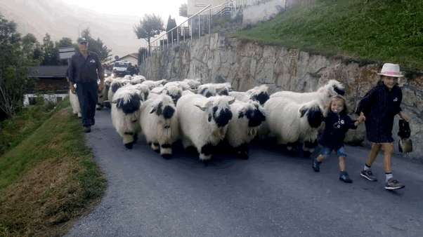 People Can’t Figure Out If These Sheep Are Cute Or Creepy (13 pics)