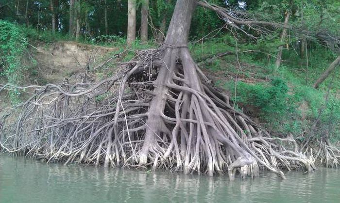 Acid Picdump (100 pics)