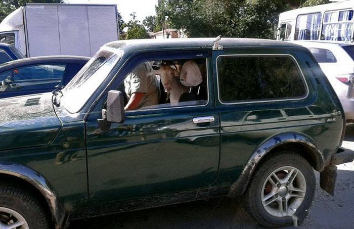 Russia Is The WTF Capital Of The World (38 pics)
