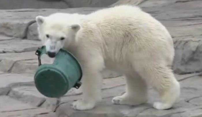 Bear Cub Gets A Brand New Hat (4 pics)