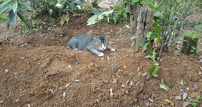 This Heartbroken Cat Spent A Year Living At Her Dead Owner's Grave (4 pics)