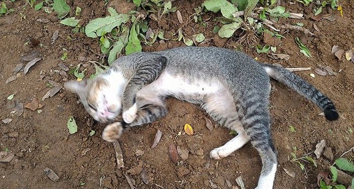 This Heartbroken Cat Spent A Year Living At Her Dead Owner's Grave (4 pics)