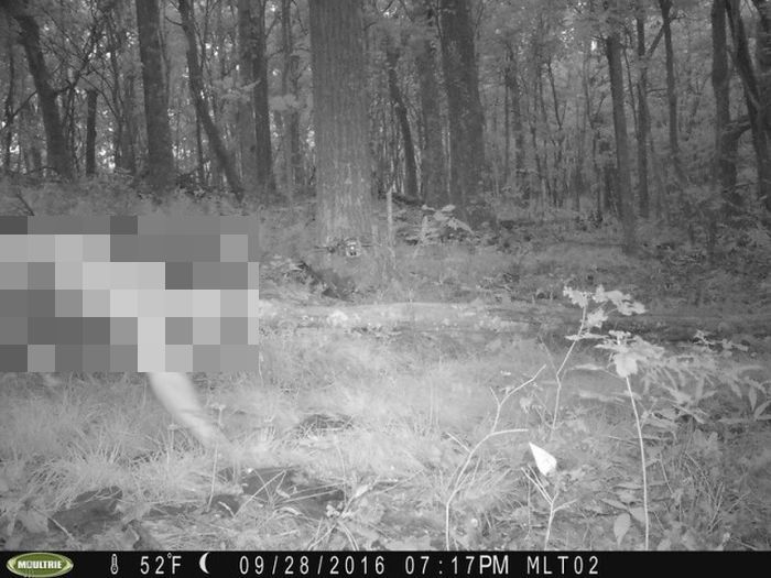 Animal Surveillance Camera Captures Something Very Bizarre (2 pics)