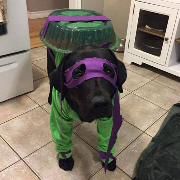 The Level Of Awesomeness Has Reached An All Time High (53 pics)