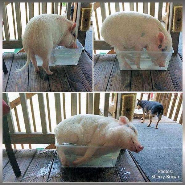 The Level Of Awesomeness Has Reached An All Time High (53 pics)