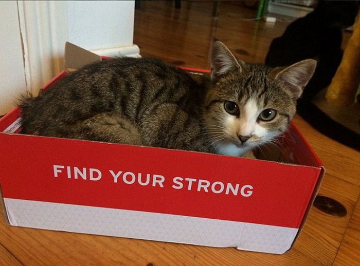 Cat Owners Share Adorable Photos Of Their Pets In Cardboard Boxes (20 pics)