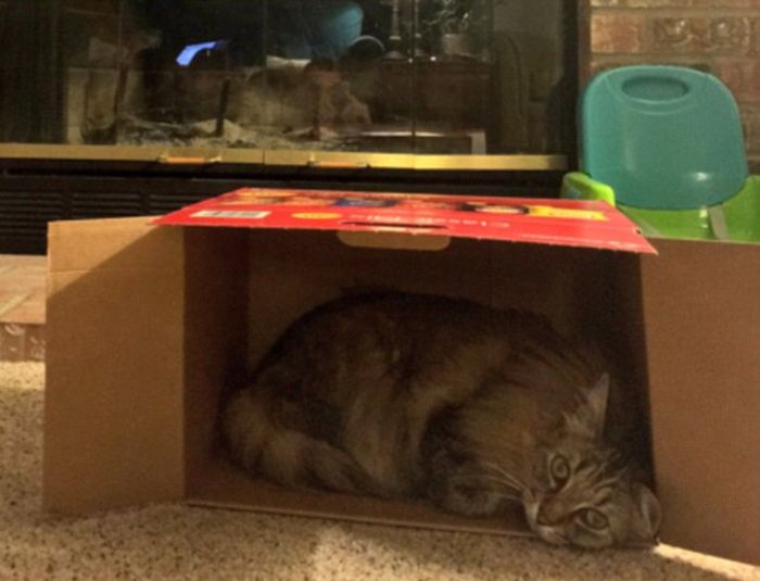 Cat Owners Share Adorable Photos Of Their Pets In Cardboard Boxes (20 pics)