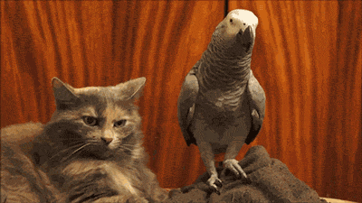 Acid Gifdump, November 02, 2016 (25 gifs)
