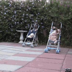 Acid Gifdump, November 02, 2016 (25 gifs)