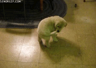 Acid Gifdump, November 02, 2016 (25 gifs)