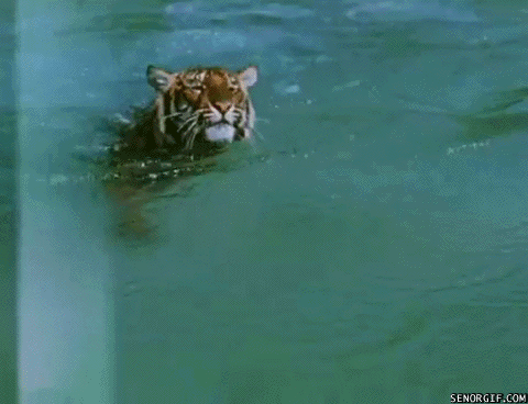 Acid Gifdump, November 02, 2016 (25 gifs)