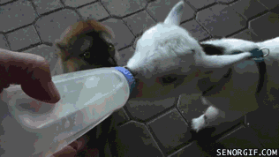 Acid Gifdump, November 02, 2016 (25 gifs)