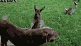 Acid Gifdump, November 02, 2016 (25 gifs)