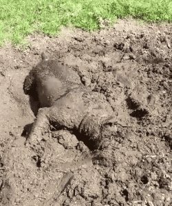 Acid Gifdump, November 02, 2016 (25 gifs)