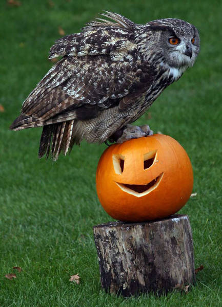 An Awesome Collection Of Halloween Costumes And Halloween Themed Pics (42 pics)