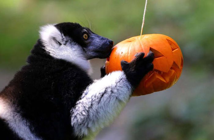 An Awesome Collection Of Halloween Costumes And Halloween Themed Pics (42 pics)