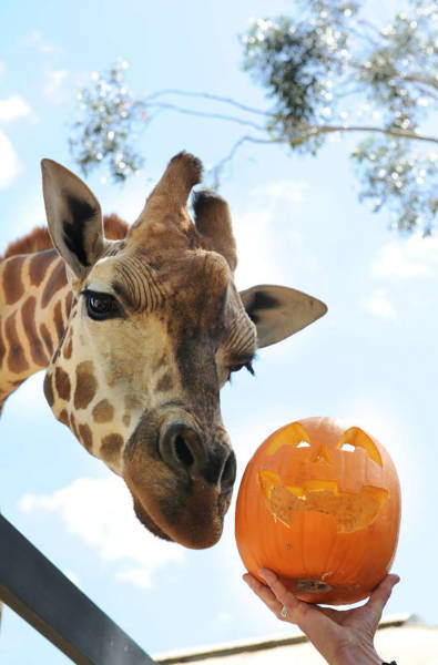 An Awesome Collection Of Halloween Costumes And Halloween Themed Pics (42 pics)