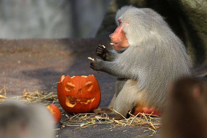 An Awesome Collection Of Halloween Costumes And Halloween Themed Pics (42 pics)