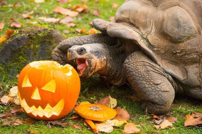 An Awesome Collection Of Halloween Costumes And Halloween Themed Pics (42 pics)