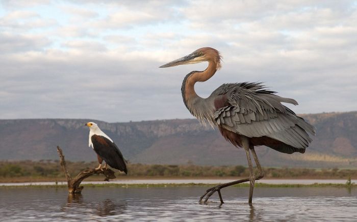 Eagle Engages In An Epic Battle With A Heron (7 pics)