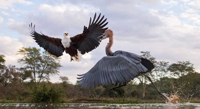 Eagle Engages In An Epic Battle With A Heron (7 pics)