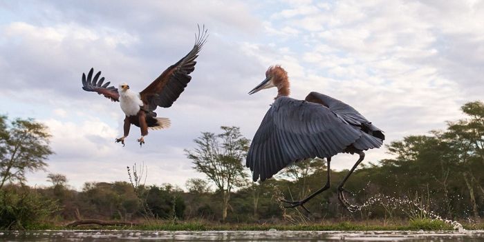 Eagle Engages In An Epic Battle With A Heron (7 pics)