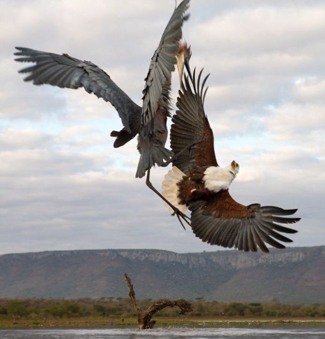 Eagle Engages In An Epic Battle With A Heron (7 pics)