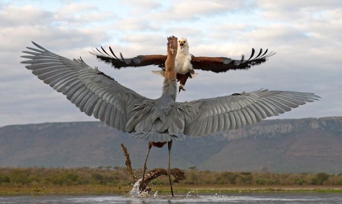 Eagle Engages In An Epic Battle With A Heron (7 pics)