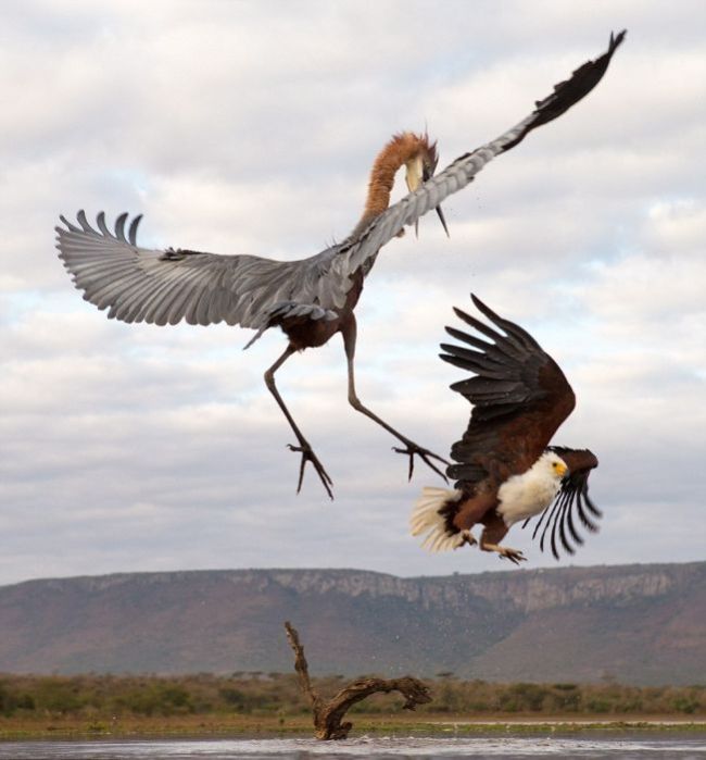 Eagle Engages In An Epic Battle With A Heron (7 pics)