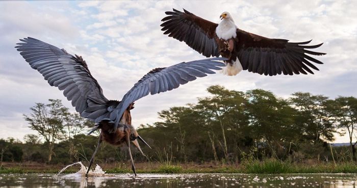 Eagle Engages In An Epic Battle With A Heron (7 pics)