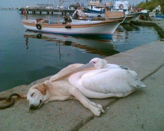 Acid Picdump (103 pics)