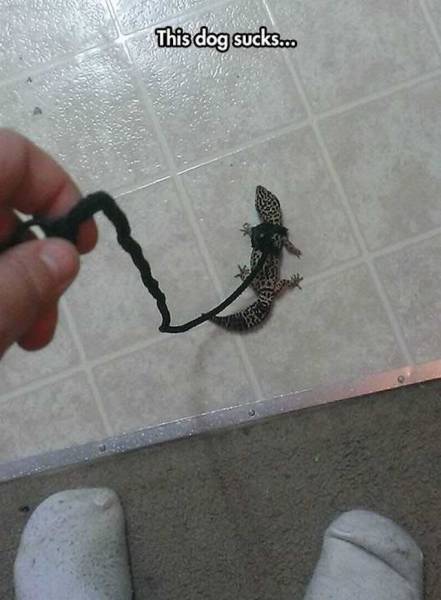Acid Picdump (103 pics)