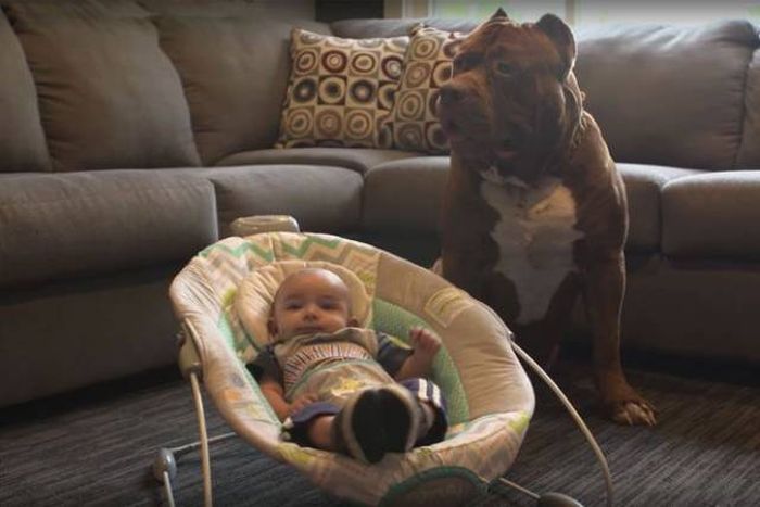 Big Pitbull Loves To Babysit This Newborn (12 pics)