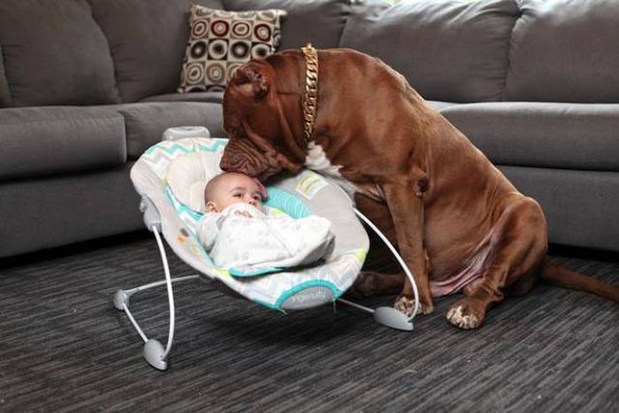 Big Pitbull Loves To Babysit This Newborn (12 pics)