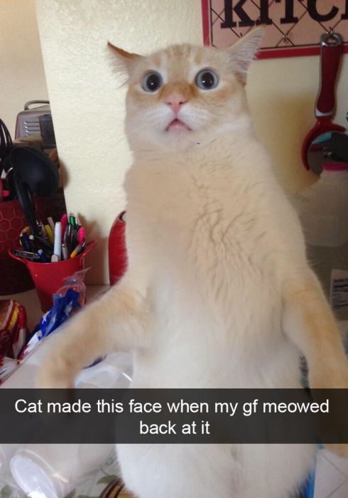 Hilarious Cat Snapchats That You Need In Your Life Right Meow (25 pics)