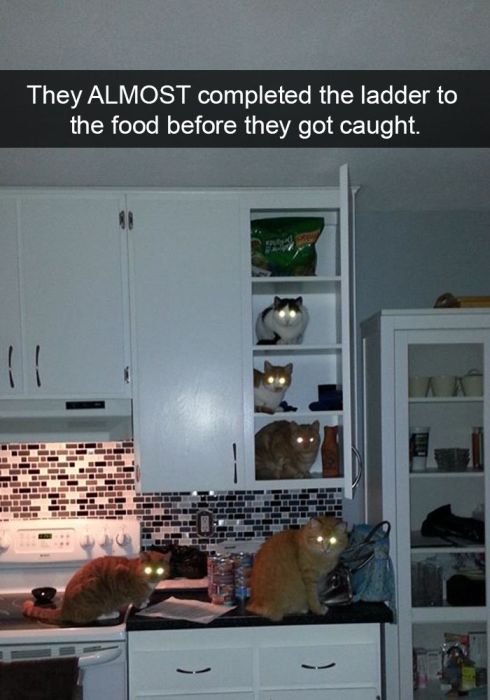 Hilarious Cat Snapchats That You Need In Your Life Right Meow (25 pics)