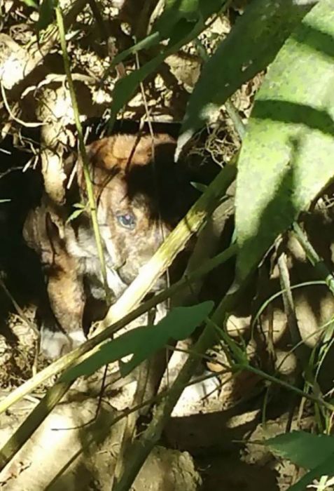 Good Guys Find Stray Dogs At Bachelor Party (9 pics)