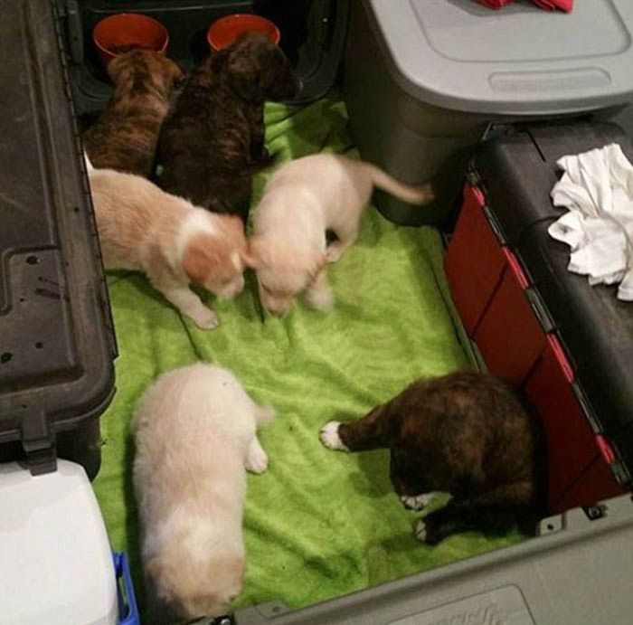 Good Guys Find Stray Dogs At Bachelor Party (9 pics)