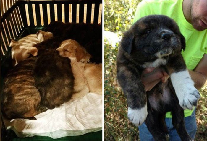 Good Guys Find Stray Dogs At Bachelor Party (9 pics)