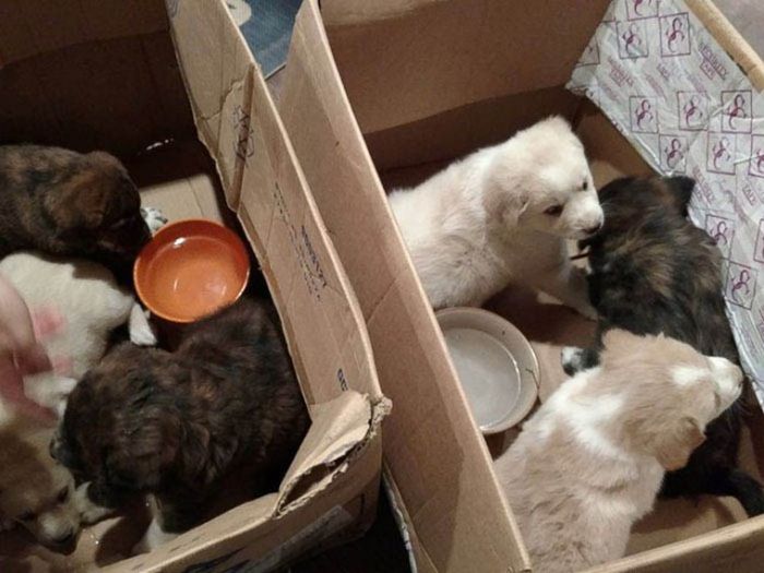 Good Guys Find Stray Dogs At Bachelor Party (9 pics)