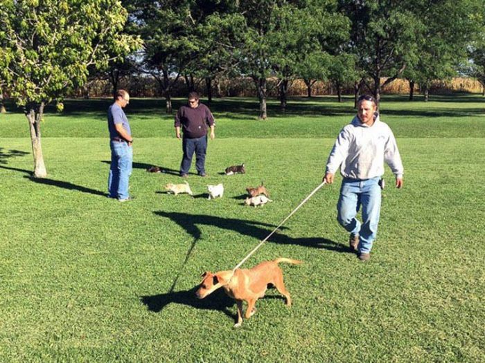 Good Guys Find Stray Dogs At Bachelor Party (9 pics)