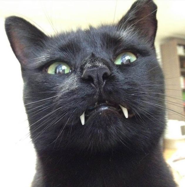 Woman Finds Out Her Rescue Cat Is Actually A Vampire (10 pics)