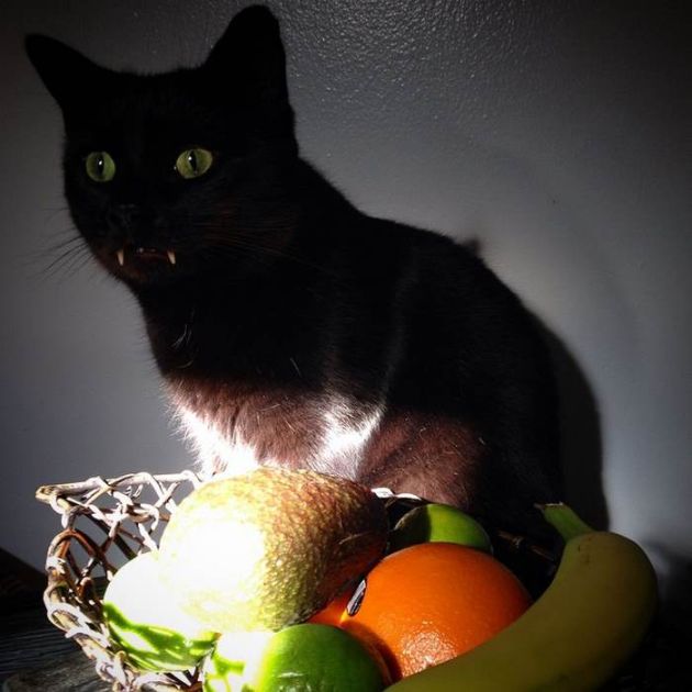 Woman Finds Out Her Rescue Cat Is Actually A Vampire (10 pics)