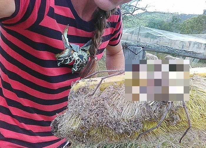Giant Huntsman Spider May Be The Biggest Ever Photographed (2 pics)