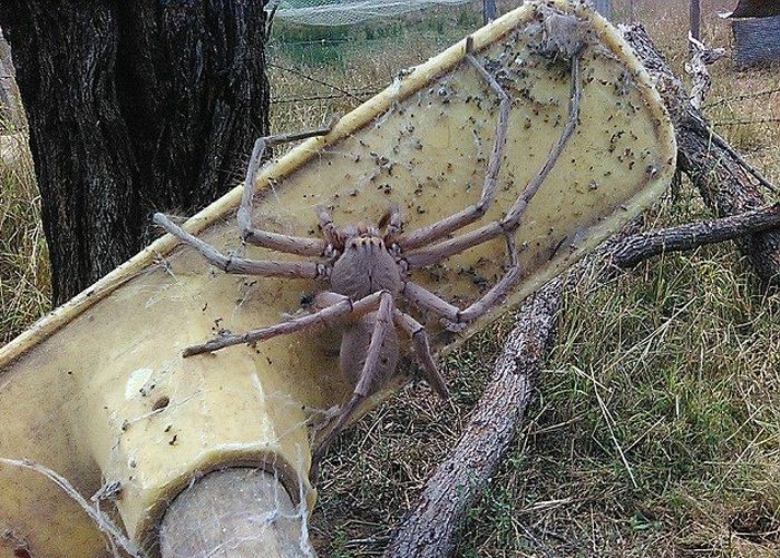 Giant Huntsman Spider May Be The Biggest Ever Photographed (2 pics)