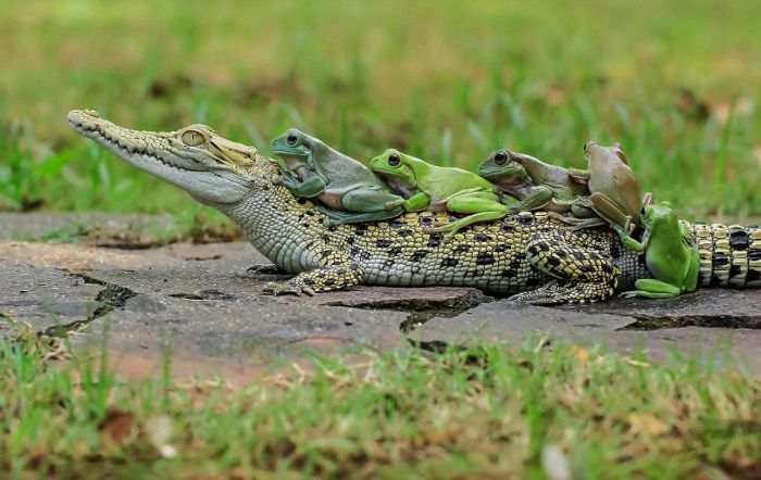 Frogs Catch A Ride On A Caiman's Back (8 pics)